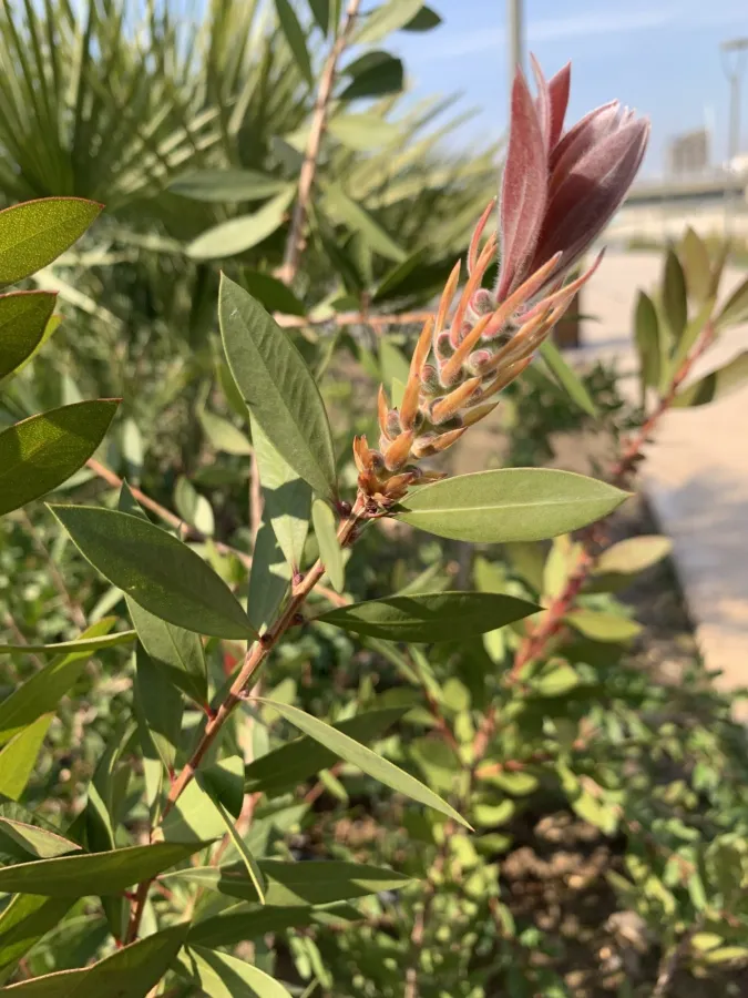 Melaleuca citrina