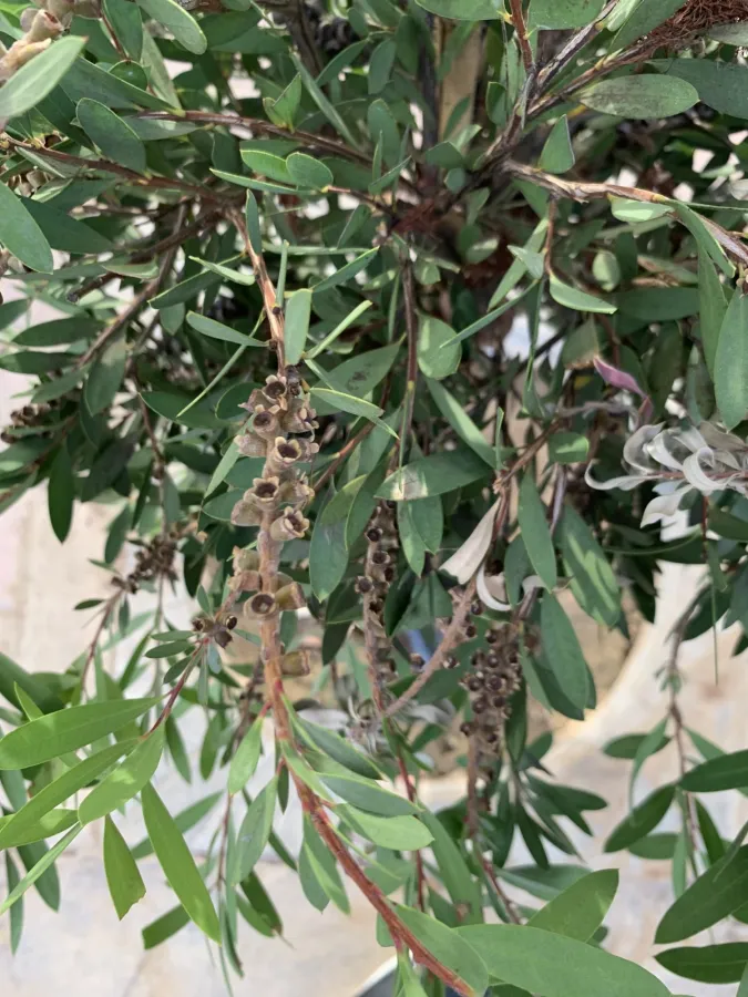 Melaleuca viminalis