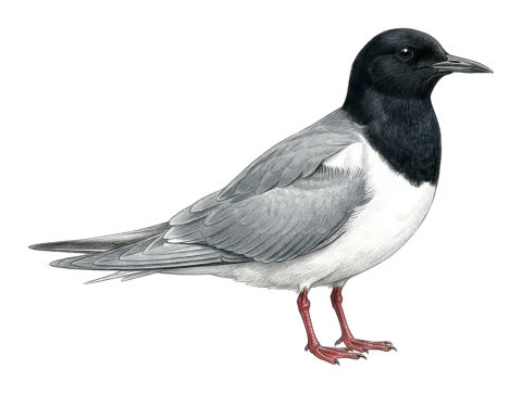 White-winged Tern