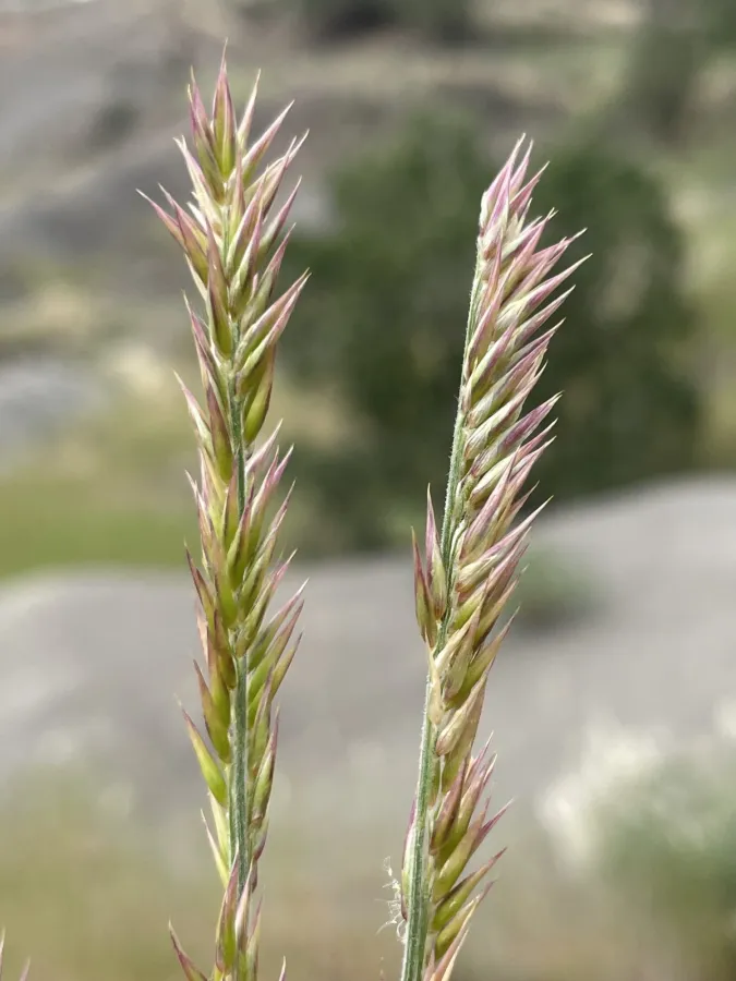 Melica eligulata