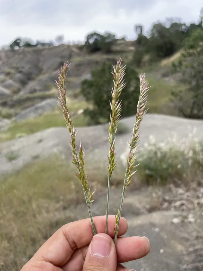 Melica eligulata