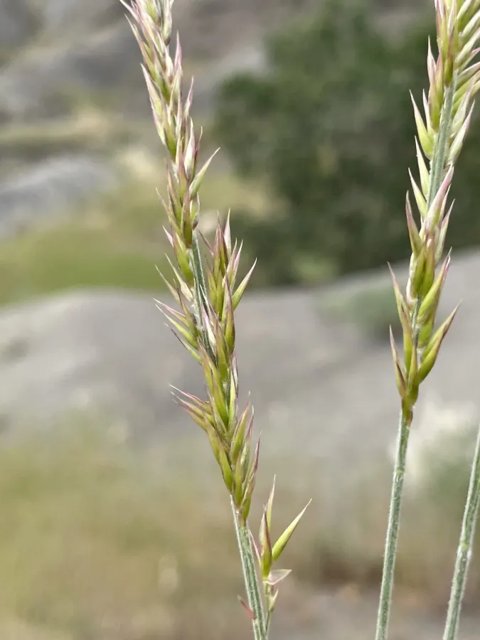 Melica eligulata