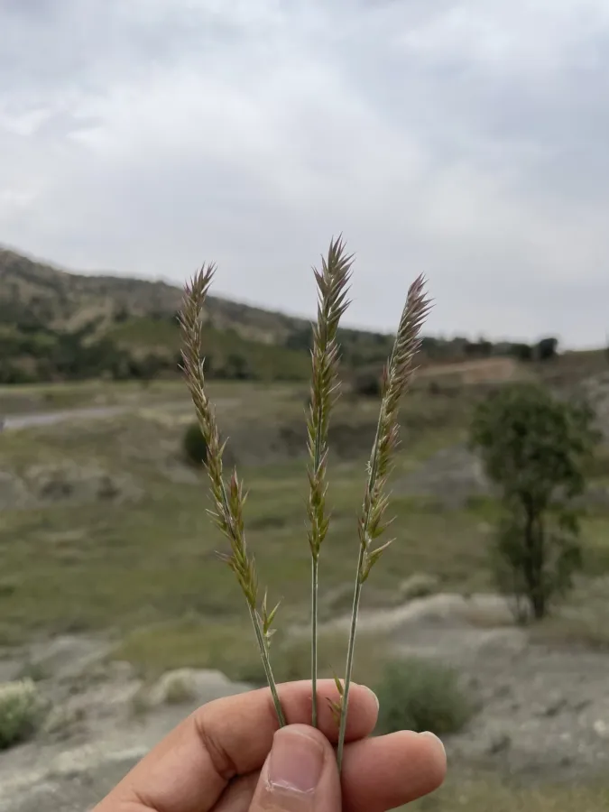 Melica eligulata
