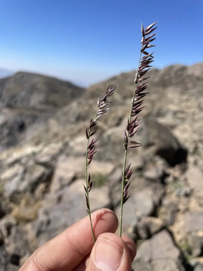 Melica inaequiglumis
