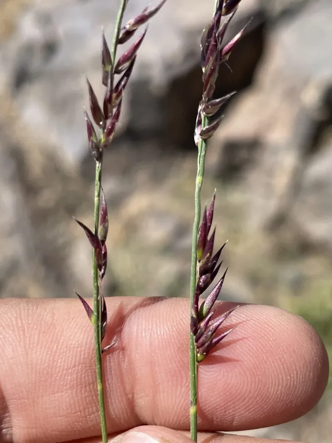 Melica inaequiglumis