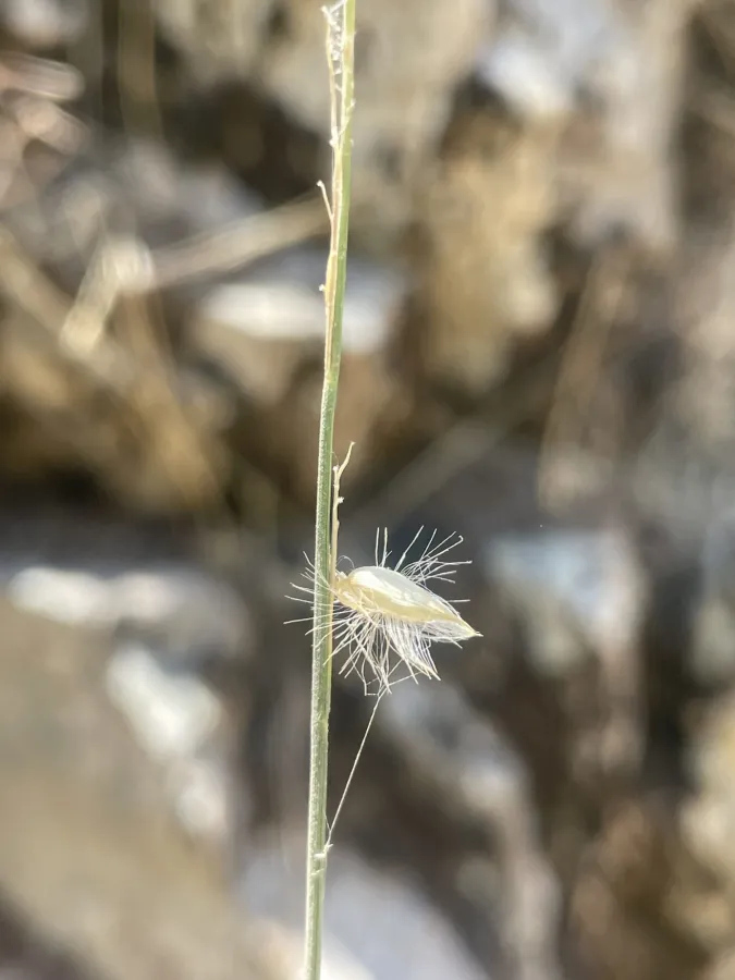 Melica inaequiglumis