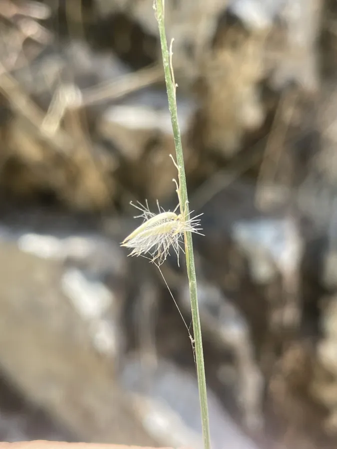 Melica inaequiglumis
