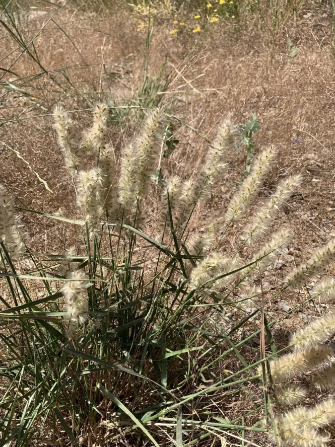 Melica persica