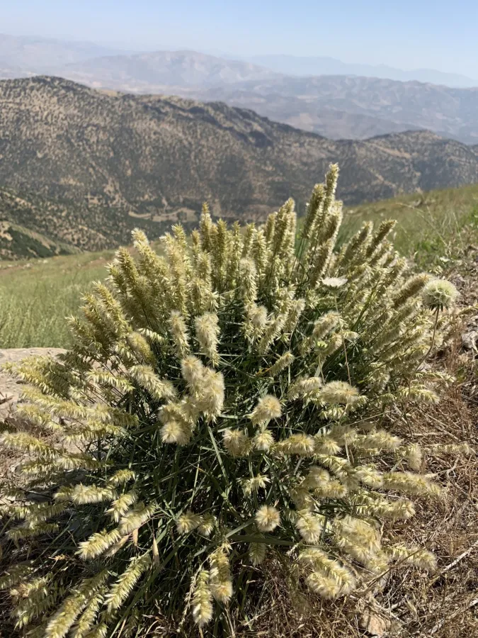 Melica persica