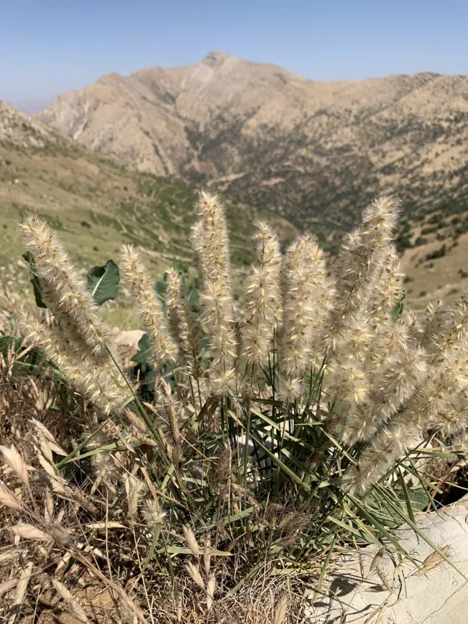 Melica persica