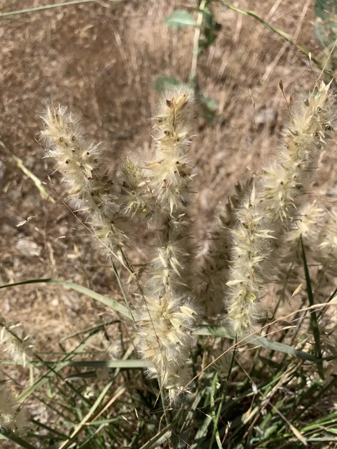 Melica persica