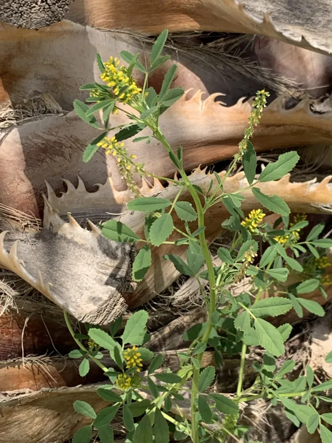 Melilotus indicus