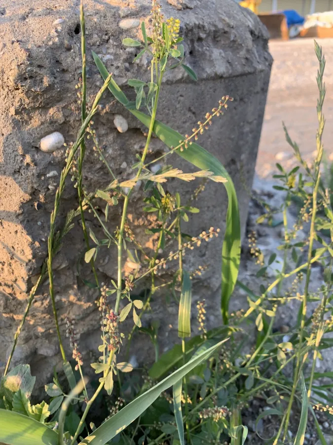 Melilotus indicus
