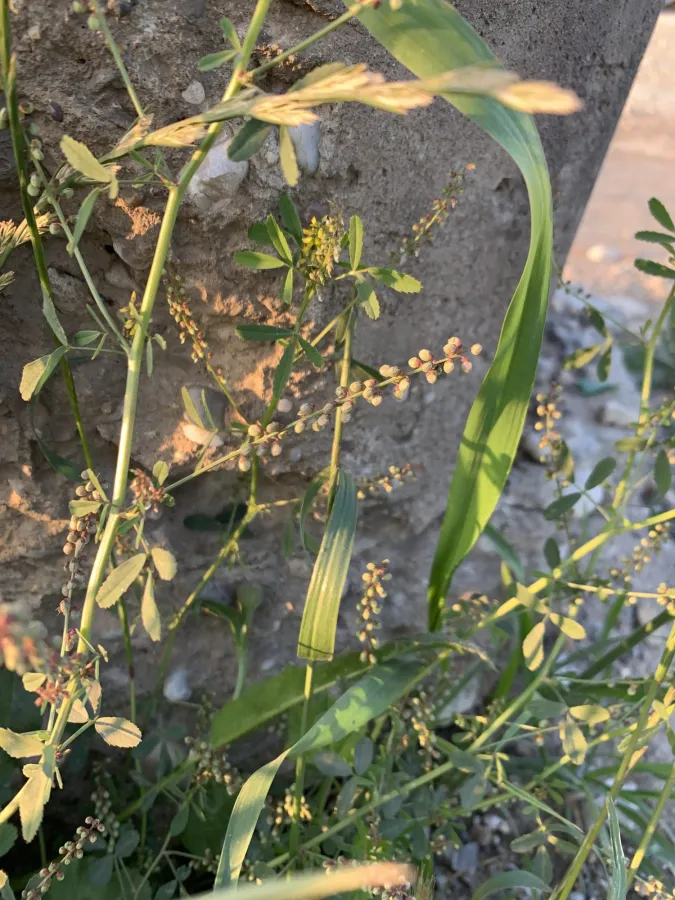 Melilotus indicus
