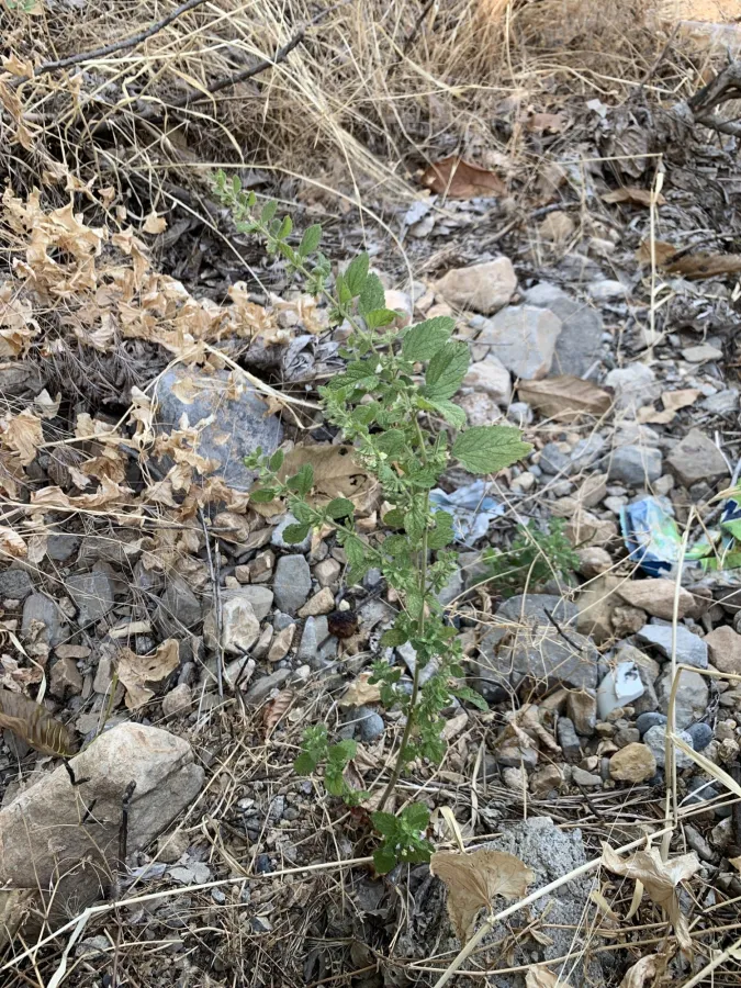 Melissa officinalis