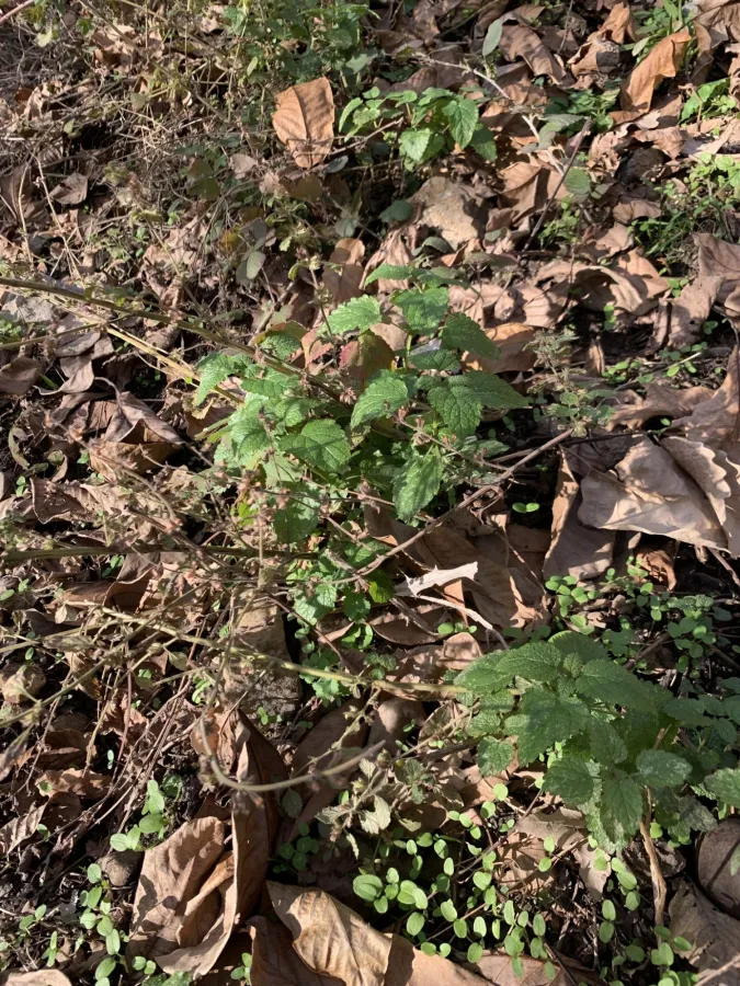 Melissa officinalis