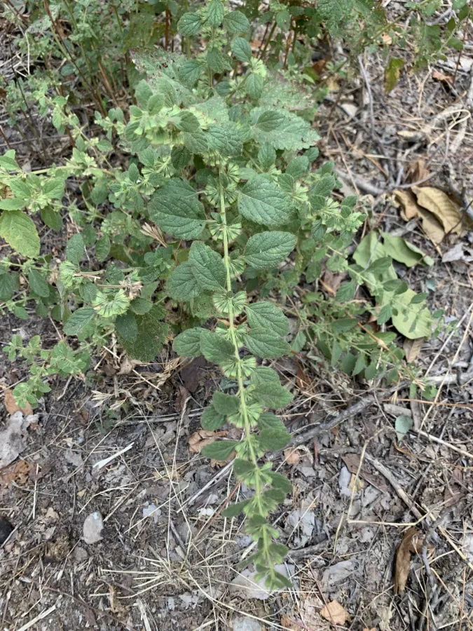 Melissa officinalis