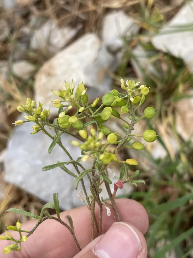 Meniocus meniocoides