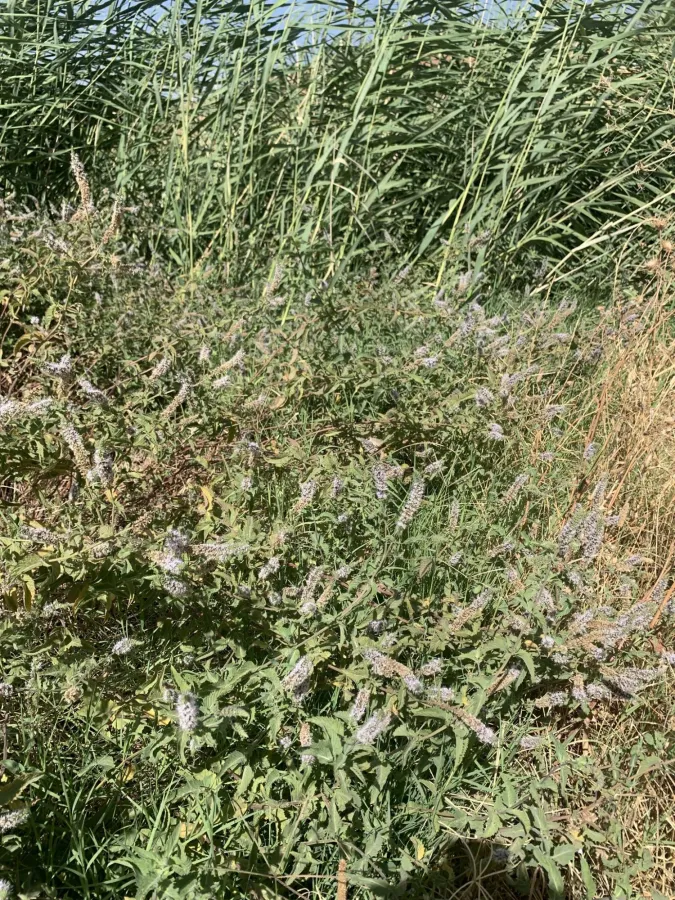 Mentha longifolia