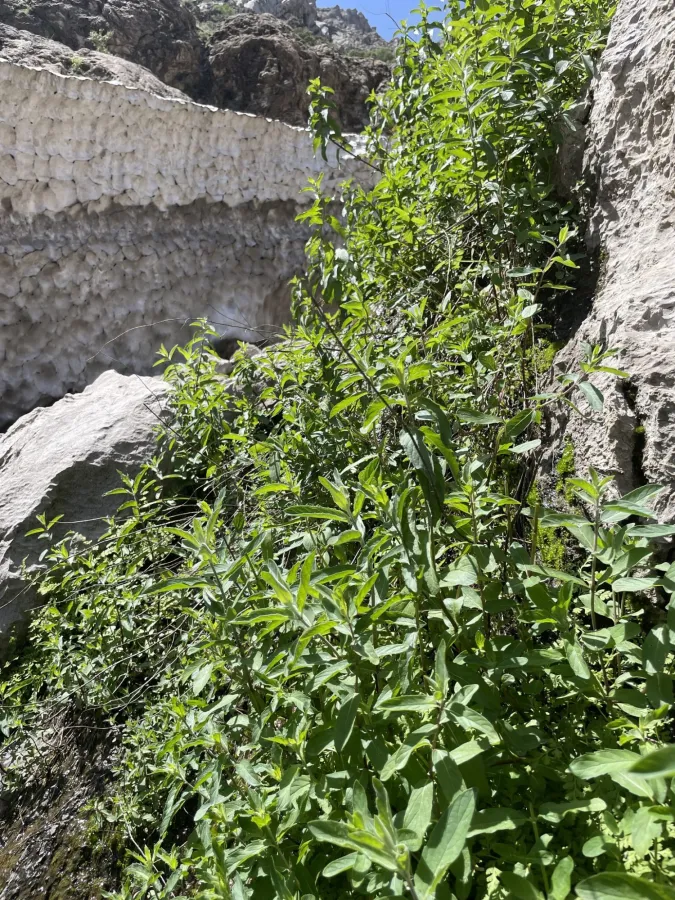 Mentha longifolia