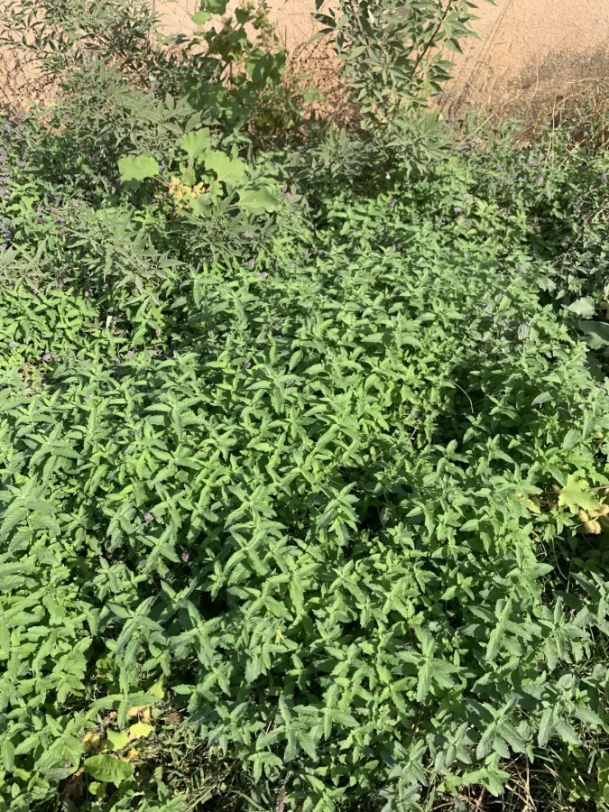 Mentha longifolia