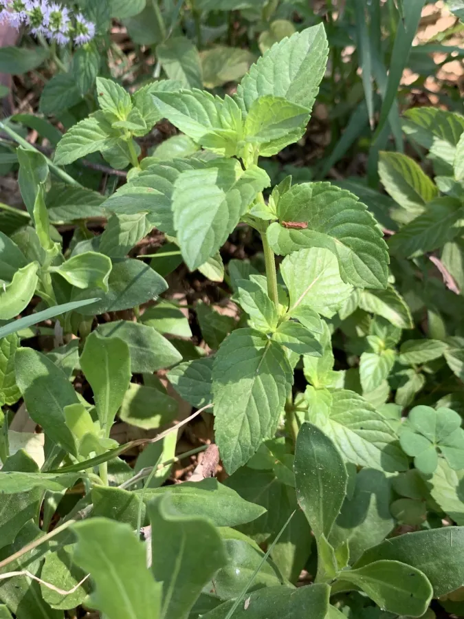 Mentha spicata
