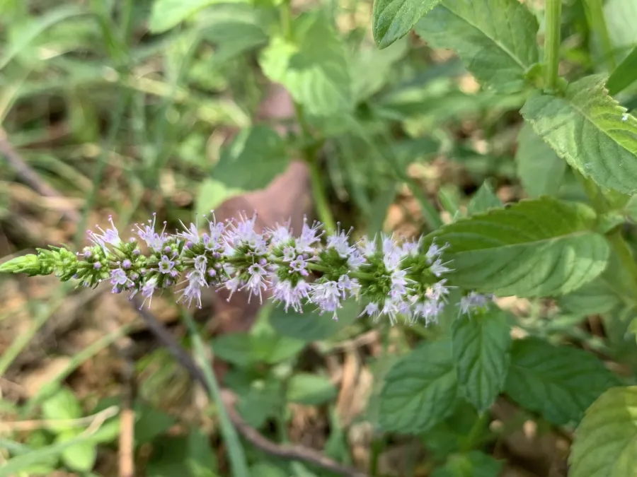 Mentha spicata