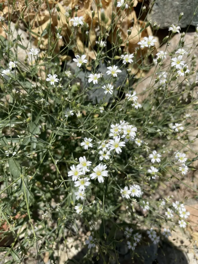 Mesostemma kotschyanum