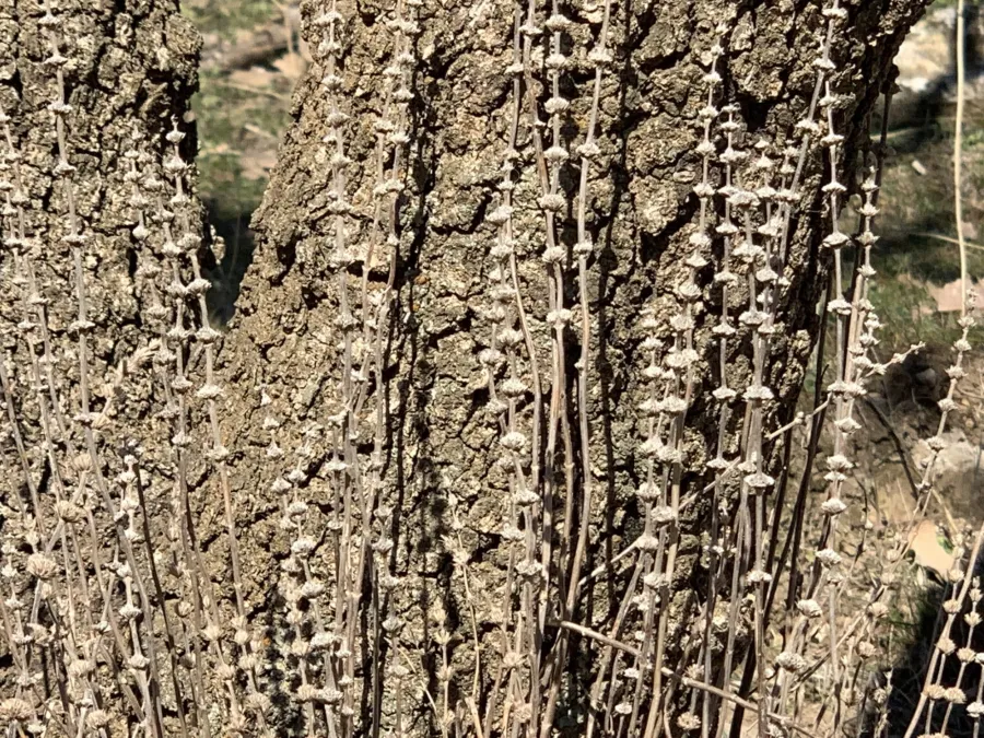 Micromeria myrtifolia