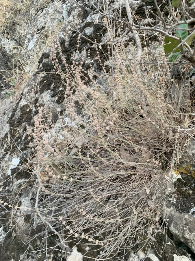 Micromeria myrtifolia