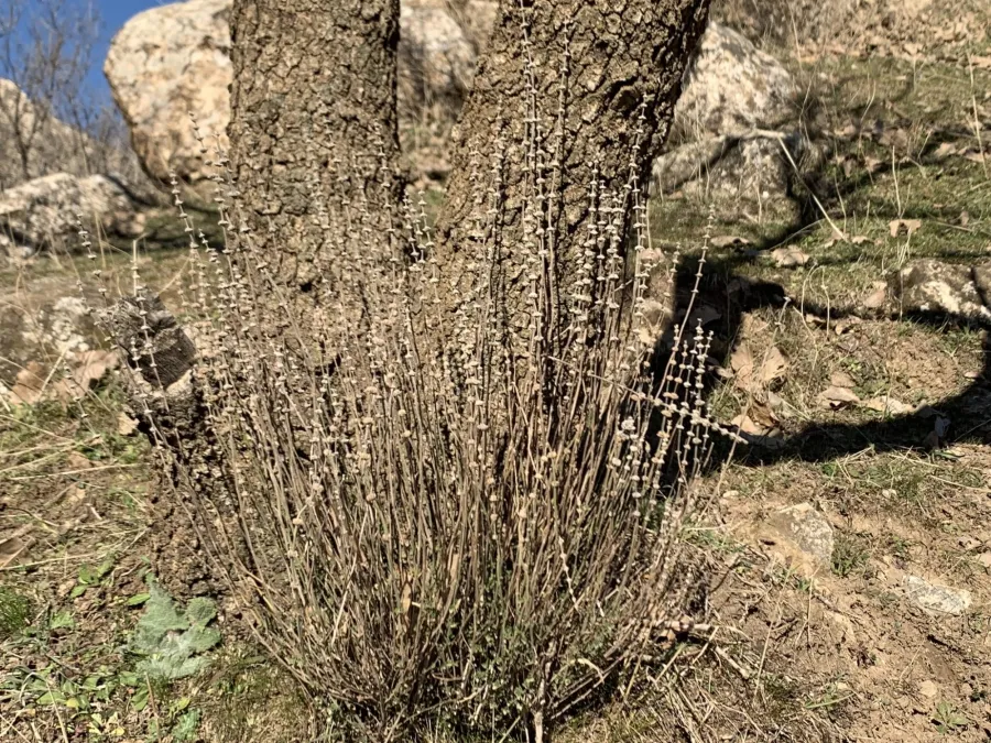 Micromeria myrtifolia