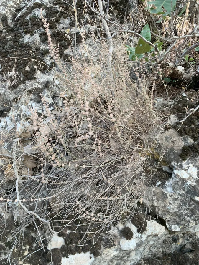 Micromeria myrtifolia