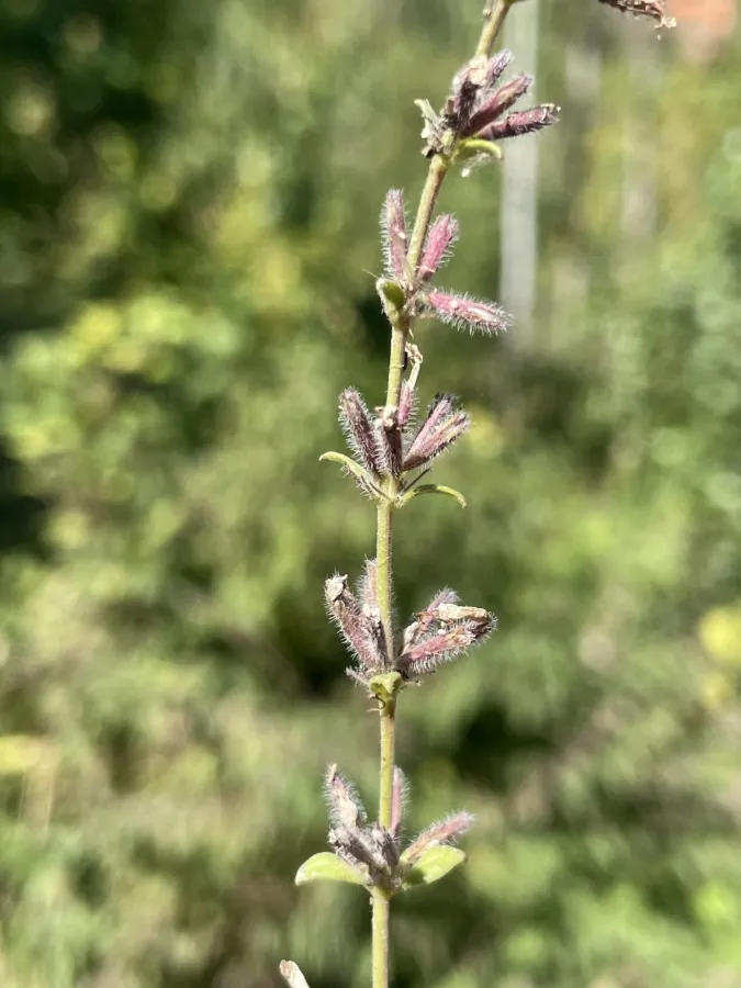Micromeria persica