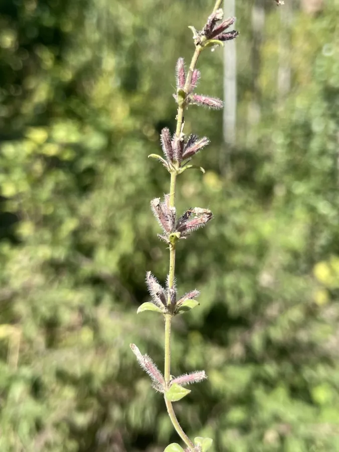 Micromeria persica