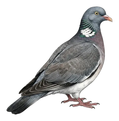 Common Woodpigeon