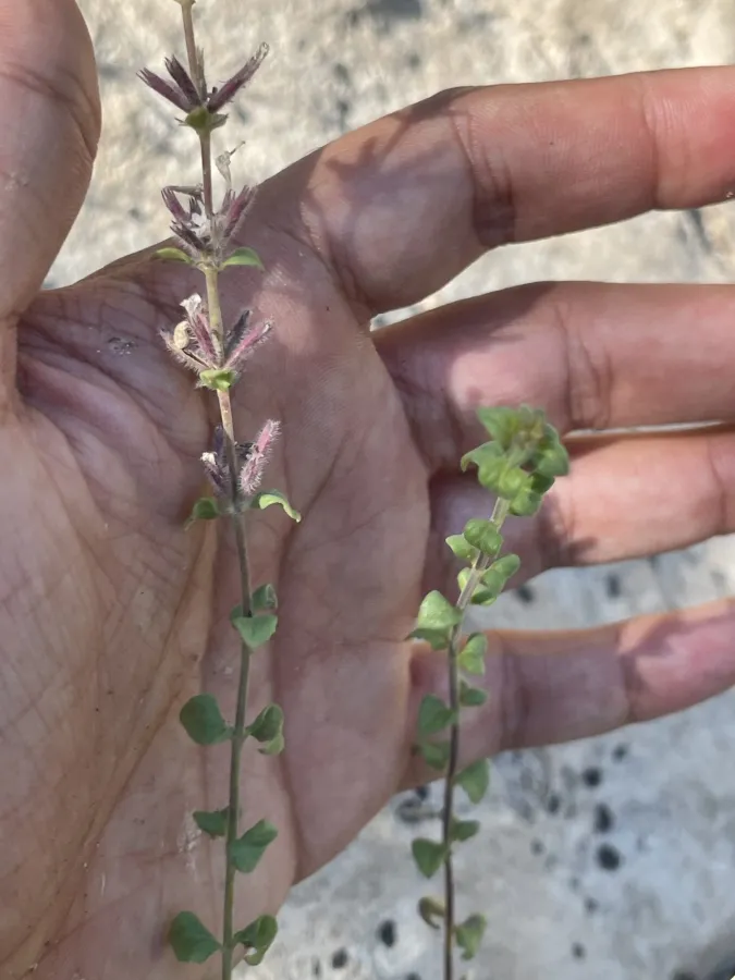 Micromeria persica