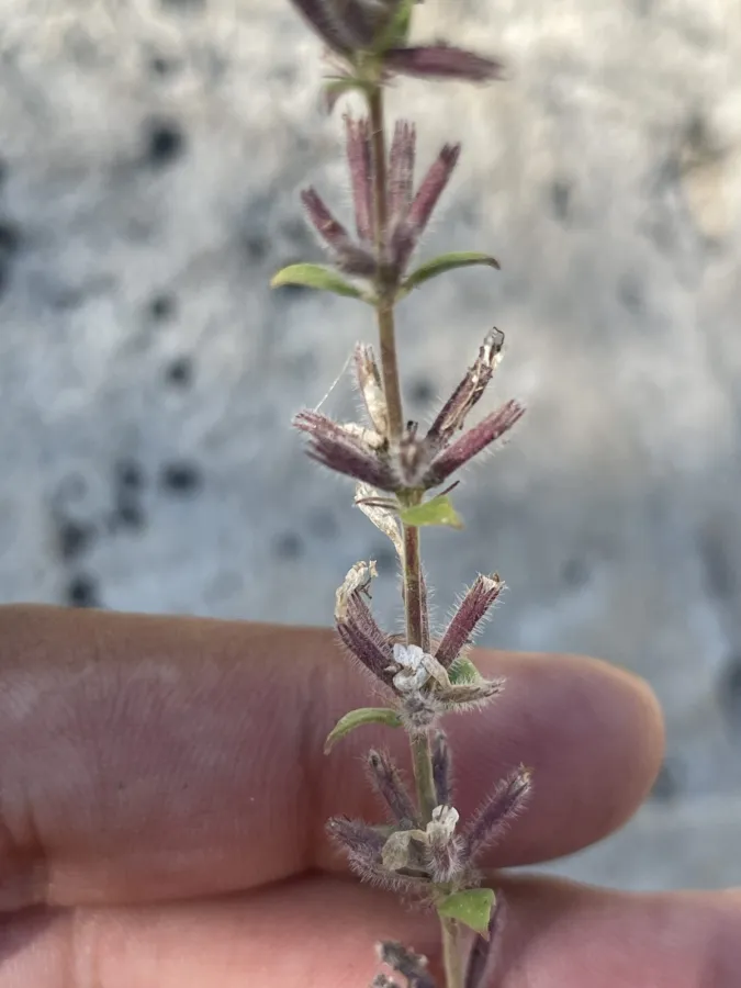 Micromeria persica