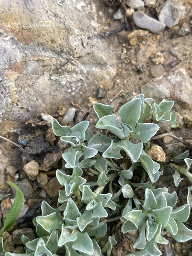 Micropus supinus
