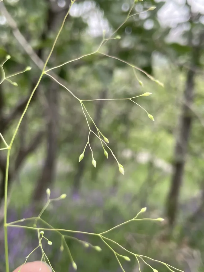 Milium pedicellare