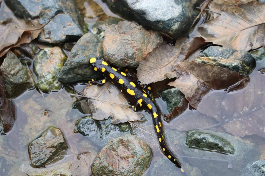 Kurdistan newt