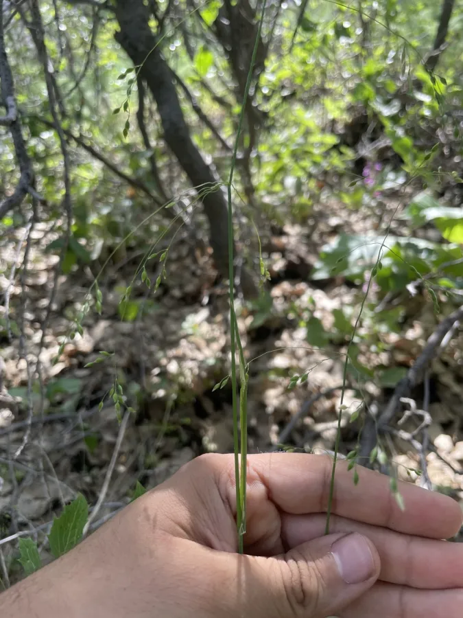 Milium pedicellare