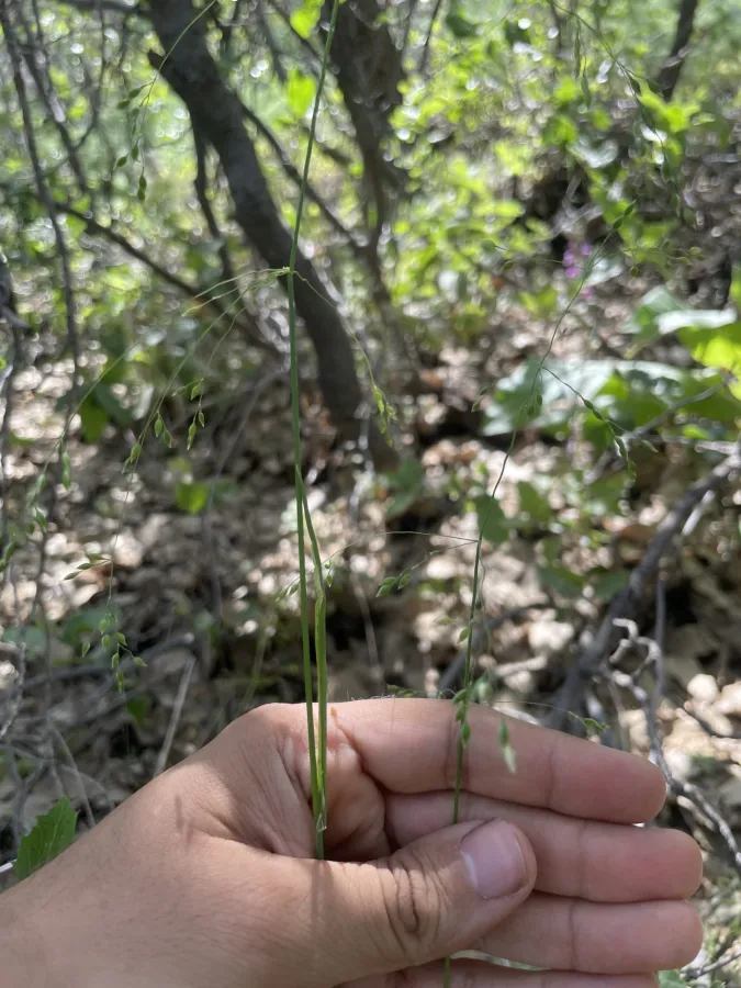 Milium pedicellare