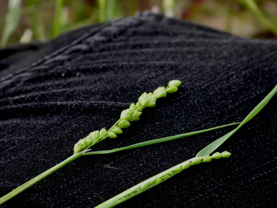 Milium vernale