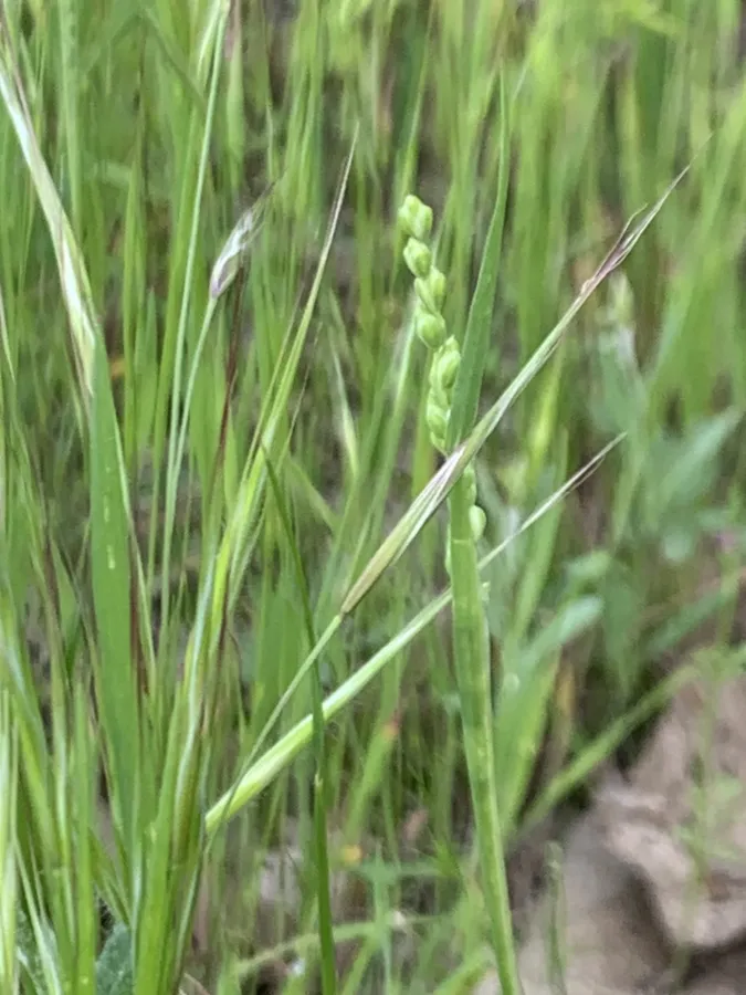 Milium vernale