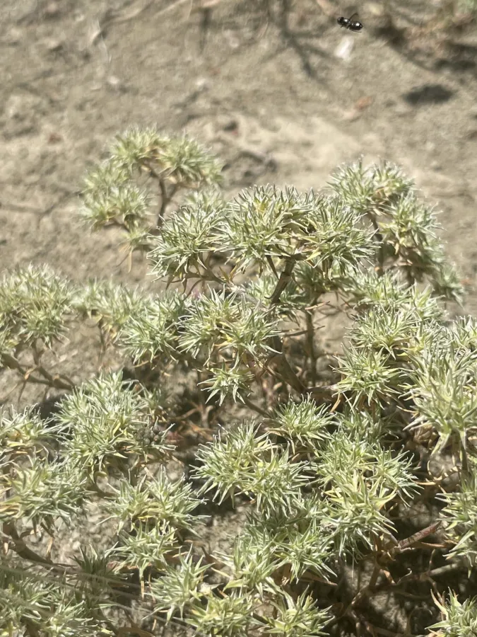 Minuartia hamata