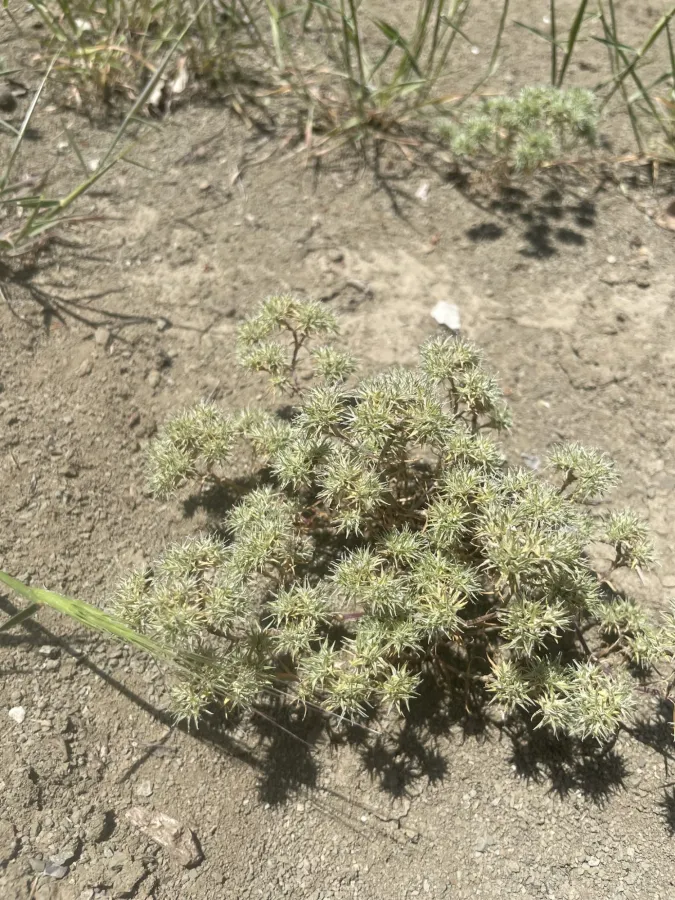 Minuartia hamata
