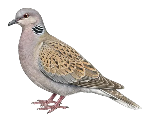 European Turtle Dove