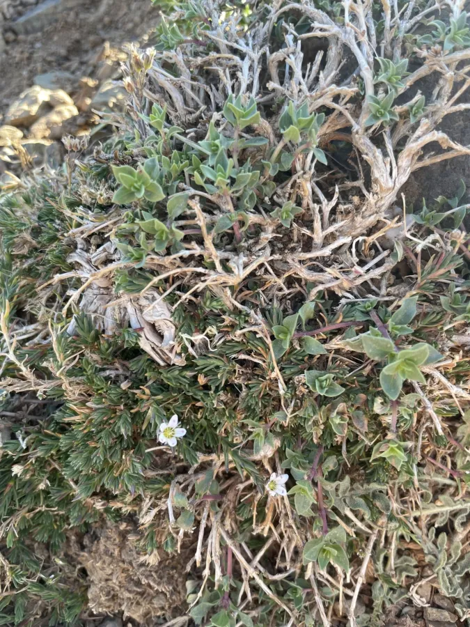 Minuartia hirsuta