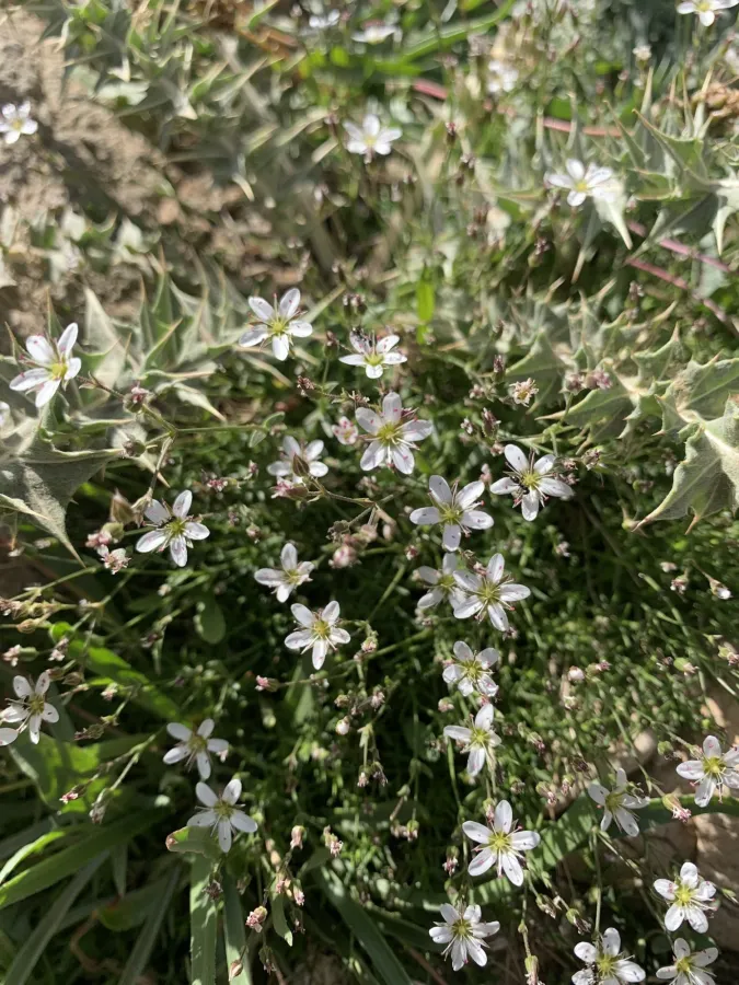 Minuartia hirsuta