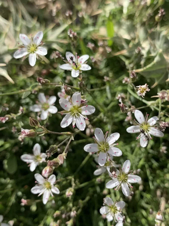 Minuartia hirsuta